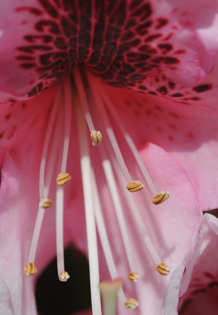 Rhododendron, bloem, roze, meeldraden, macro, natuur, plant