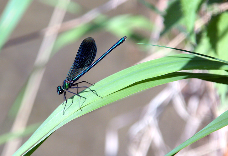 Dragonfly, siivet, hyönteinen, vesi, lehti, Luonto