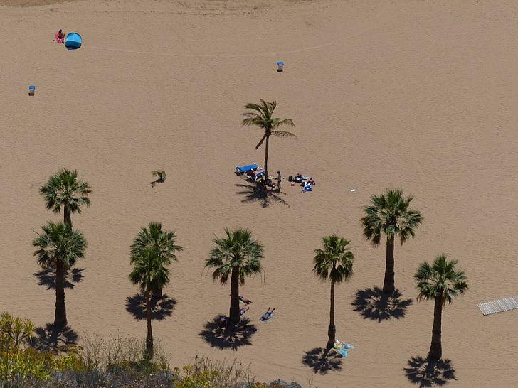 sand beach, beach, palm trees, playa las teresitas, tenerife, sand