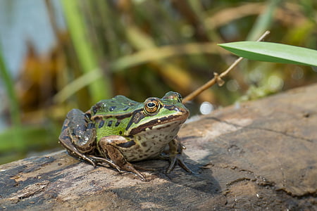 water frog, frog, amphibian, close, nature, water, animal