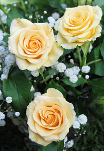 Rosa, flor, groc, romàntic, jardí, flor, floral