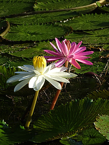 water lily, flower, nature, plant, pond, aquatic, blossom