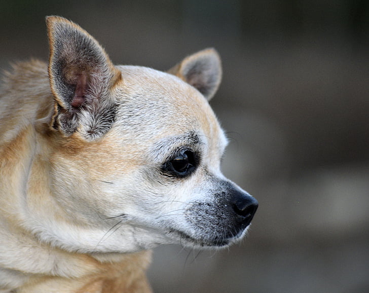 Chihuahua, dukke, hunden, dyr, kjæledyr, søt, hjørnetann