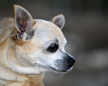 Chihuahua, psiček, pes, živali, pet, srčkano, udarci
