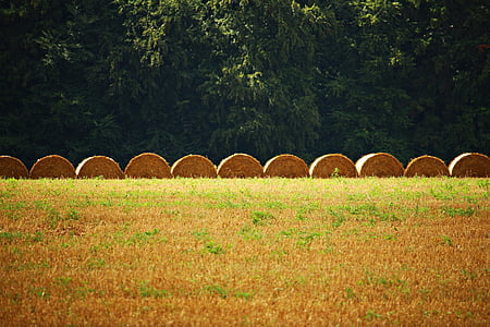 straw bales, straw, field, harvest, landscape, summer, stubble