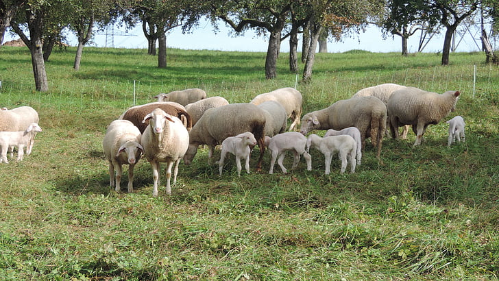 羊, 牧草地, 草原, 農業, ファーム, 動物, 草