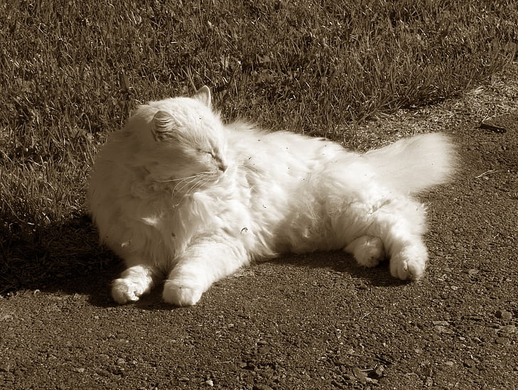 mačka, biela, spí, vonku, tvár, portrét, PET