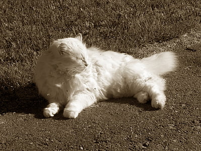chat, blanc, dormir, à l’extérieur, visage, Portrait, animal de compagnie