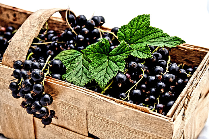 currant, black, berries, nature, delicious, summer, black currants