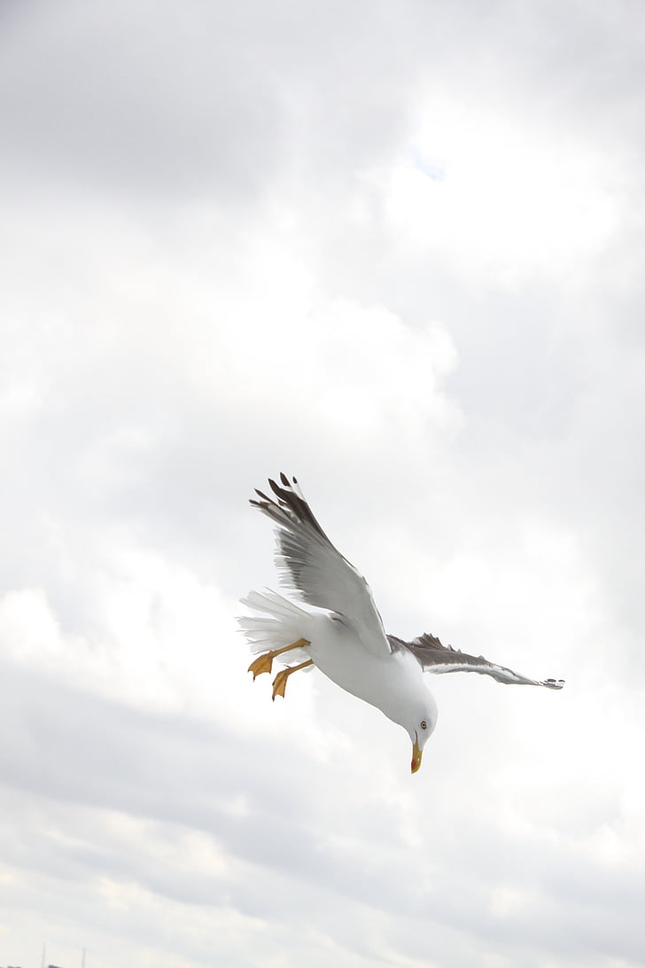 Blanco, Gaviota, vuelo, nublado, cielo, Seagull, pájaro