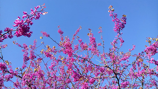 flor, árbol, flores de color púrpura