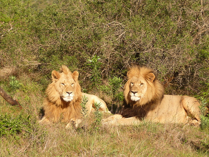 lion, south africa, africa, safari, wildcat, predator, wild animal