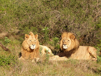สิงโต, แอฟริกาใต้, แอฟริกา, ซาฟารี, แมว, นักล่า, สัตว์ป่า