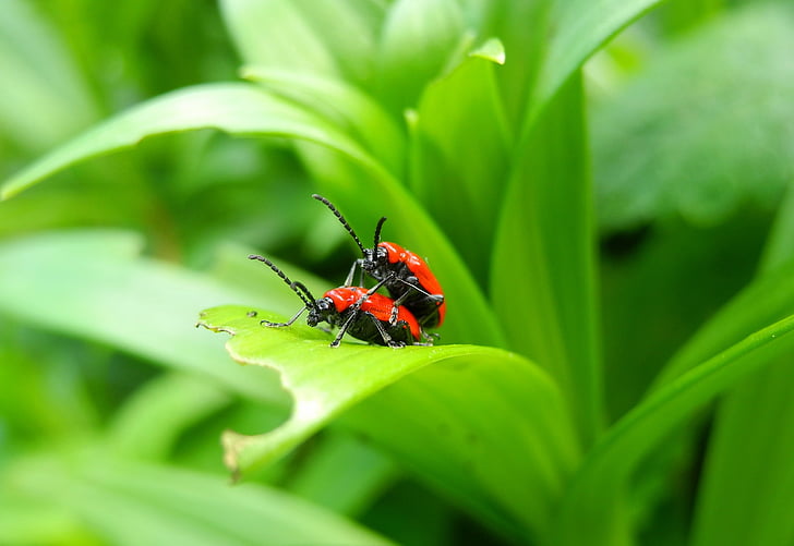 kumbang, Lily kumbang, Red bug, merah, dedaunan, alam