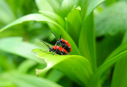 Scarabeo, dello scarabeo del Giglio, insetto rosso, rosso, fogliame, natura