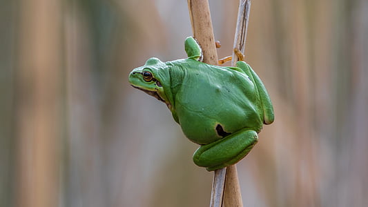 tree-frog, frog, green, amphibian, nature, dry grass, animal