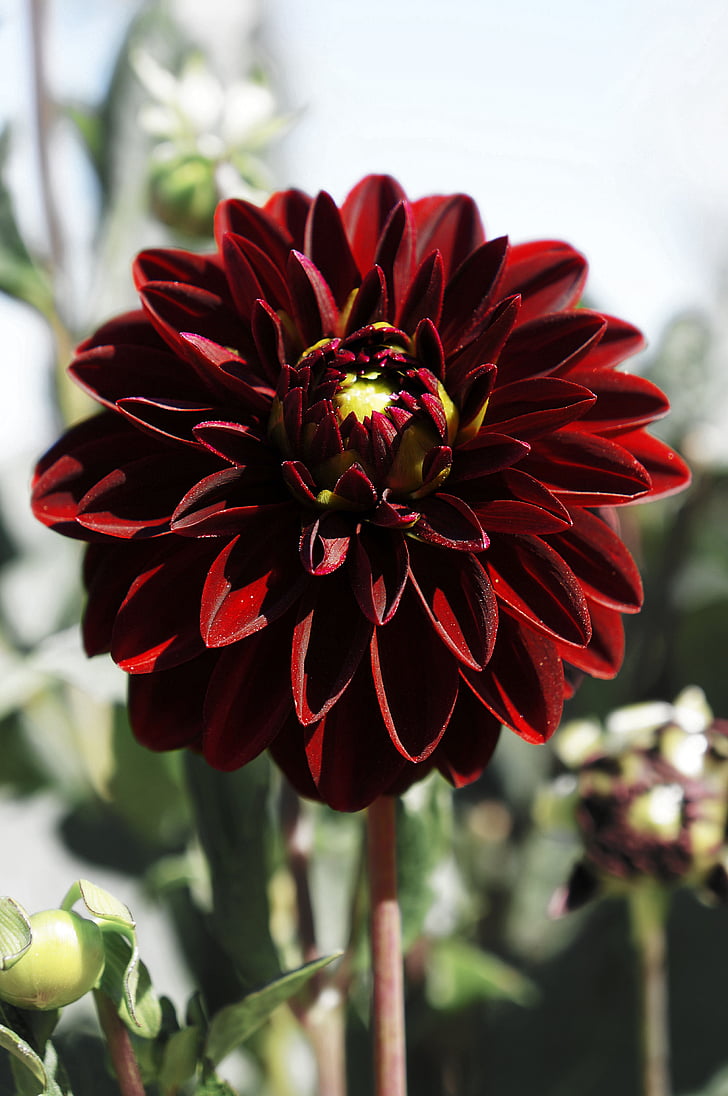 květ, květ, Bloom, červená, Příroda, zahrada, závod