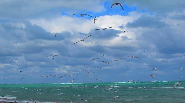 miami, seagulls, beach, sea, ave, birds, sky