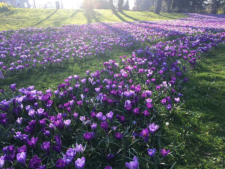 wiosna, Crocus, fioletowy, Park, przebudzenie wiosny, kwiat, Natura