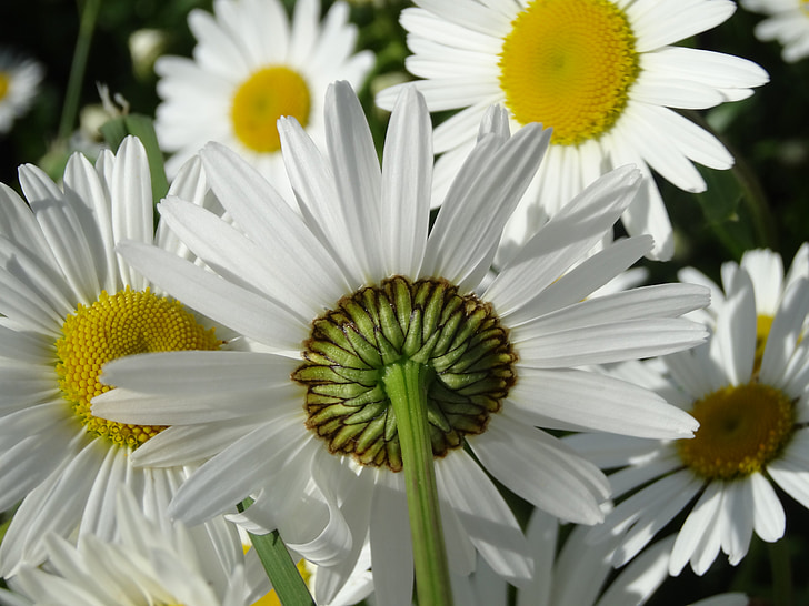 Margarida, flors, Prat, Prat d'estiu, groc, blanc, floristeria