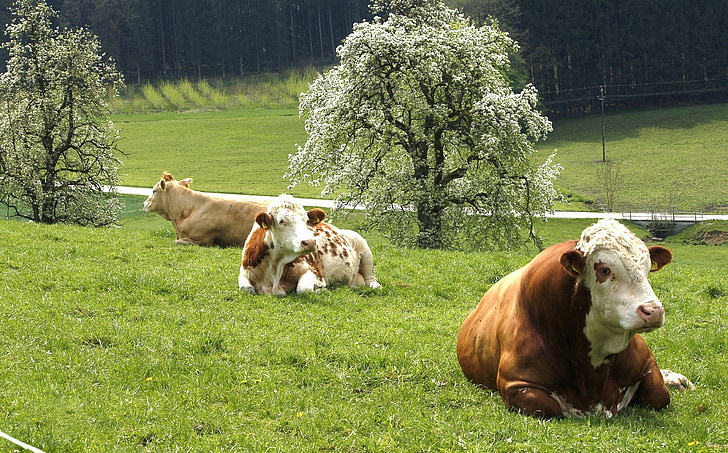 วัว, ทุ่งหญ้า, ทุ่งหญ้า, ฤดูใบไม้ผลิ, agrobusiness, วัว