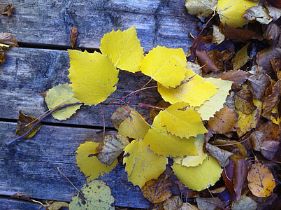 geltona, lapų, lauko, rudenį, rudenį, Gamta, sezono metu