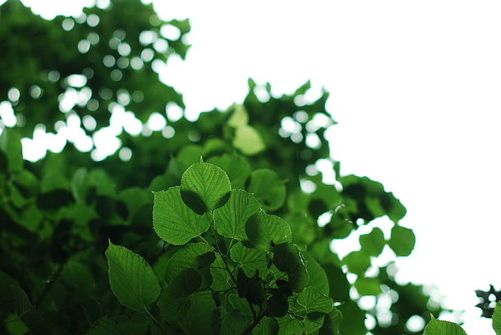 groen, Bladeren, natuur, blad, milieu, zomer, lente