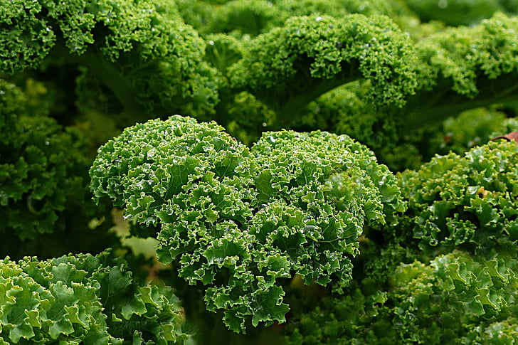 závod, Kale, Podzimní a zimní zelenina, zahrada