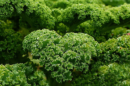 planta, Kale, verdures de tardor i hivern, jardí