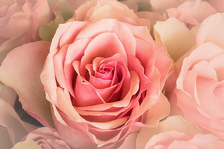 roses, rosaceae, close, vignette, rose family, flower, pink color