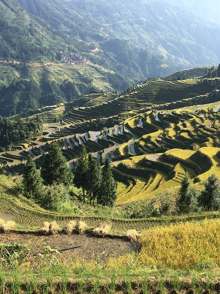 Xina, arròs, Guizhou, rural
