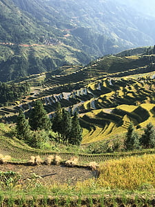 China, arroz, Guizhou, rural