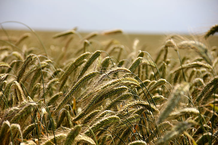 Пшениця, завод, поле, Зернові, жито, Сільське господарство, орним