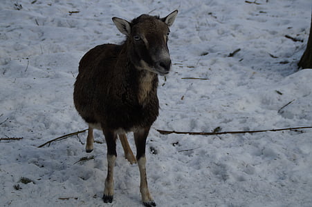 羊, mouflon, 冬, 雪, 冬の毛皮, 冬, 冷