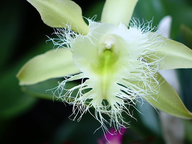 Orchidee, Blume, Floral, Bloom, Filiale, Closeup, Grün