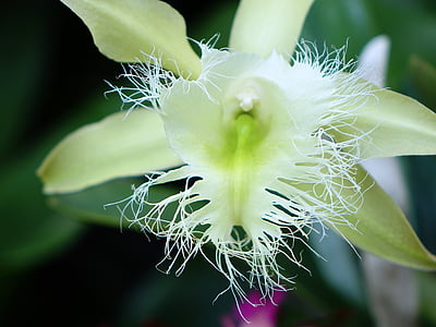 Orchid, fleur, floral, Bloom, Direction générale de la, Closeup, vert