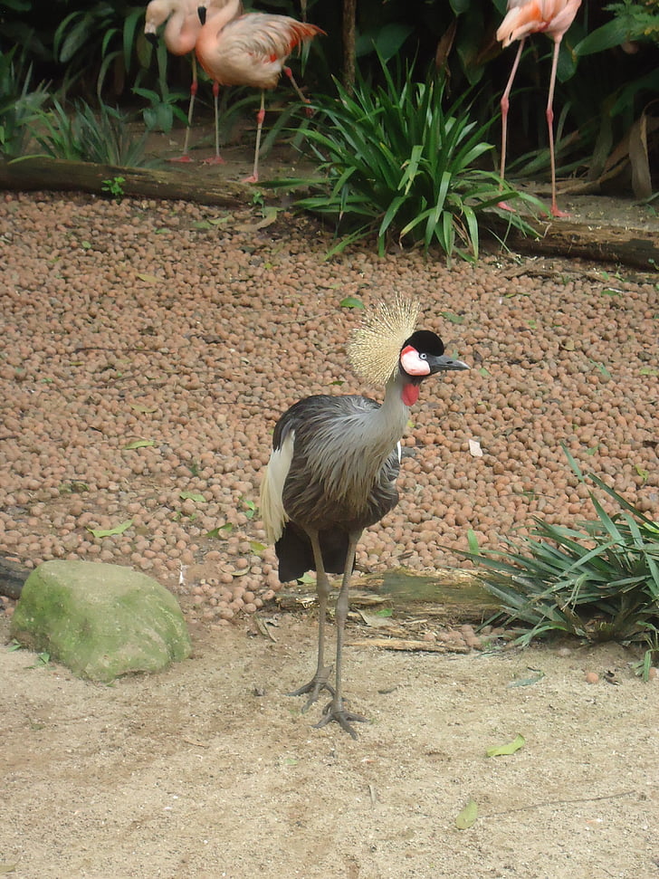 grey crowned crane, bird, nature, zoo, crest, crowned crane