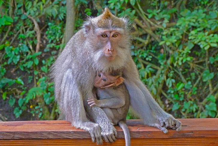 beždžionė, Indonezija, laukinių, vaikas