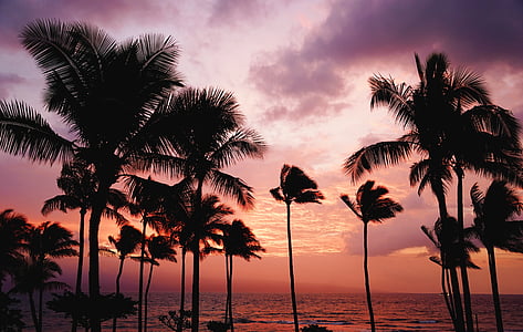плаж, облаците, кокосови дървета, зората, здрач, идиличното, остров