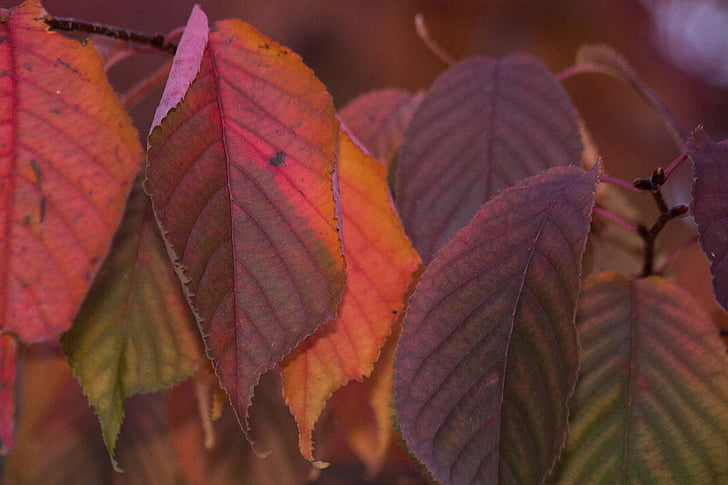 φύλλα, πολύχρωμο, χρώμα, πορτοκαλί, κόκκινο, καφέ, τον επαναχρωματισμό τα φύλλα