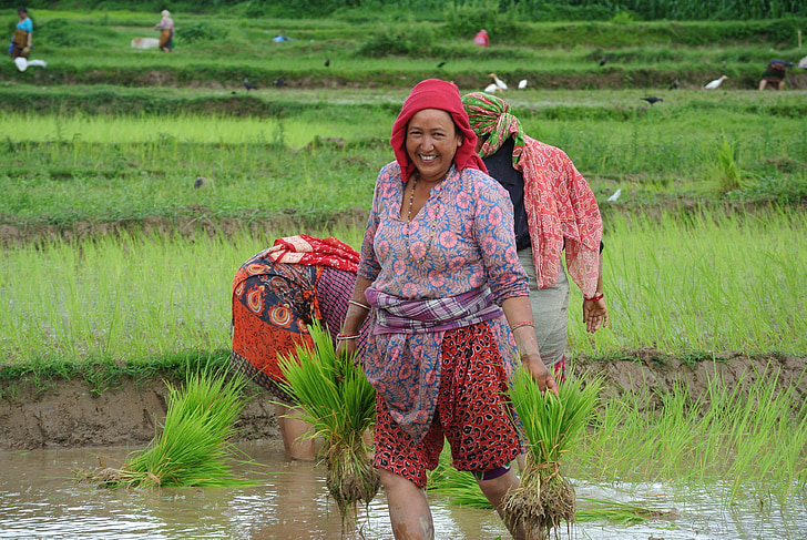 Kathmandu, Nepal, Asien, ris, plantning, felter, kvinder