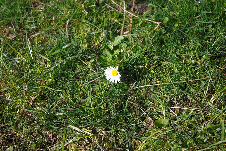 Daisy, bloem, plant, natuur, weide, lente, wit