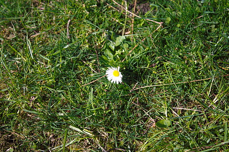 Daisy, fleur, plante, nature, Meadow, printemps, blanc