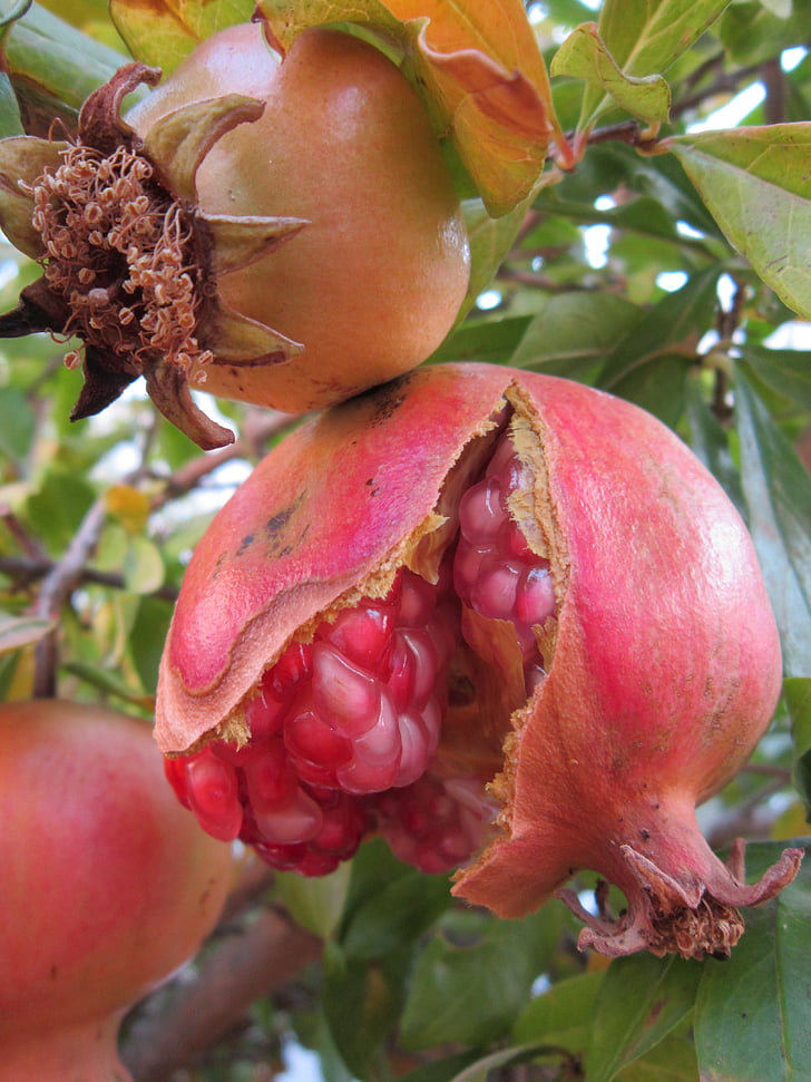 Granatno jabolko, ljubko, rdeča, sadje, ljubezen apple, sočno, zrel