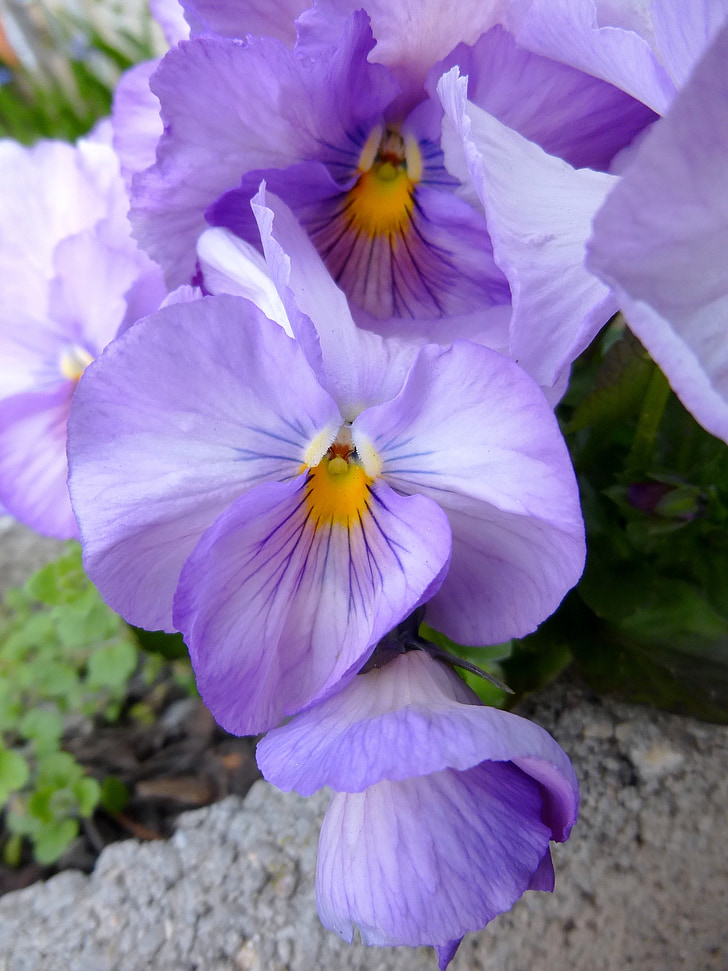 maceška, květ, Jarní květina, Purple pansy, Příroda, Flora, jaro