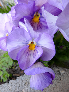 Pansy, kvet, jarné kvety, Purple pansy, Príroda, Flora, jar