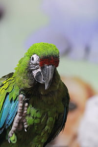 papegøye, grønn, fuglen, eksotiske, dyr, Ara, natur