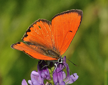 insects, butterflies, lycaena