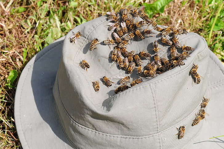 abeilles, insecte, fermer, abeilles à miel, API, abeille dans l’approche, chapeau