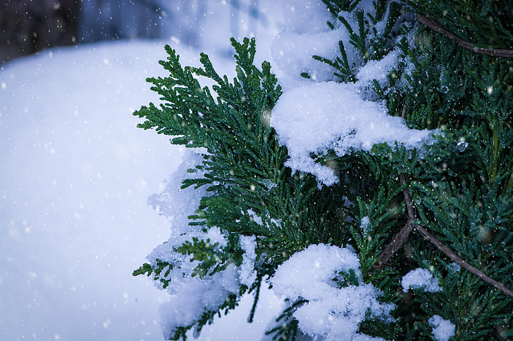 взимку, сніг, Сніжне, дерево, Древо життя, сад, Природа